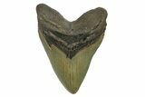 Serrated, Fossil Megalodon Tooth - North Carolina #275522-1